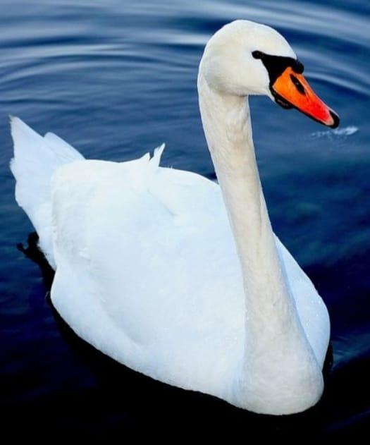 Nevsakdanje reševanje laboda s srečnim koncem