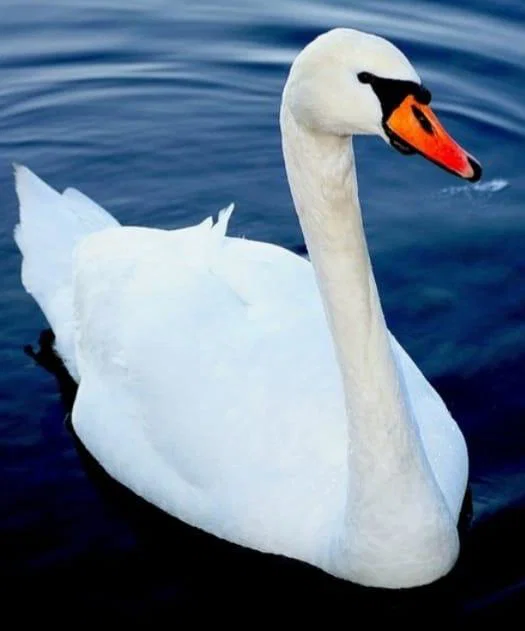 Nevsakdanje reševanje laboda s srečnim koncem