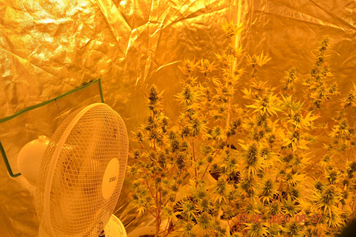 Policisti 26-letniku zasegli dva šotora, polna konoplje