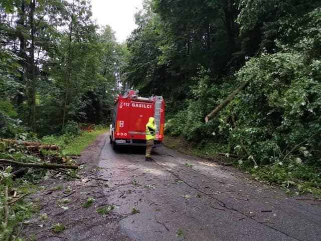 Podrto drevo na cesti Muta-Sv. Primož