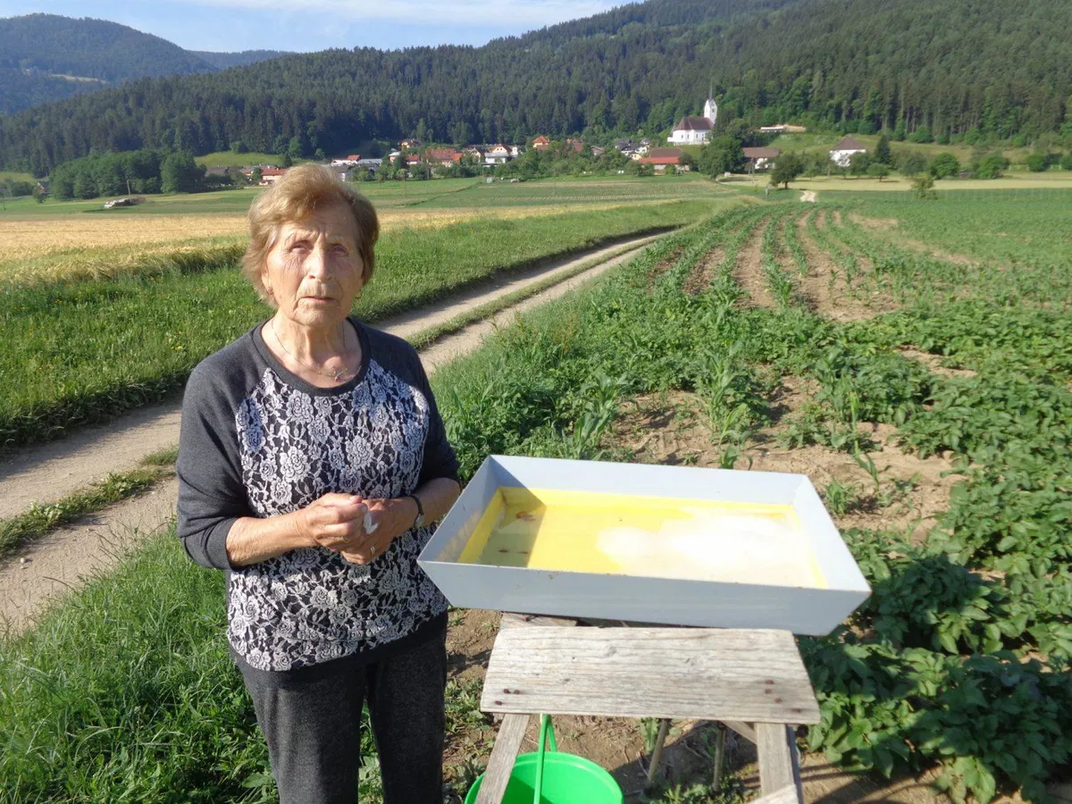 Štefanova Ančka (Ana Novak) iz Libelič praznuje 90 let