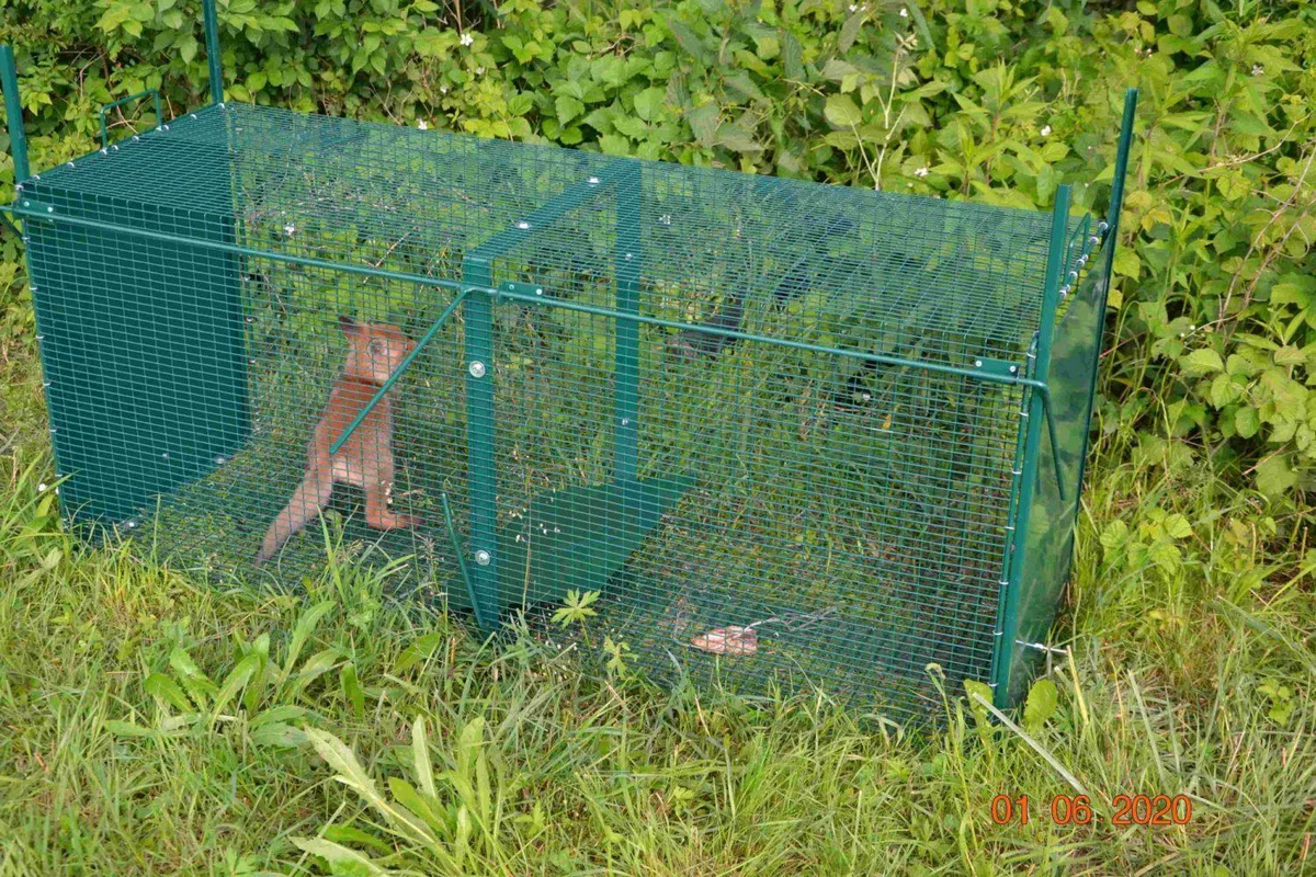 Policisti rešili lisičko, ki sta jo moška nameravala ustreliti