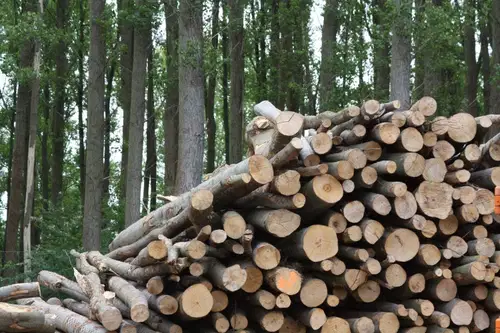 Komunala Slovenj Gradec kmalu v gradnjo kotlarne na lesno biomaso