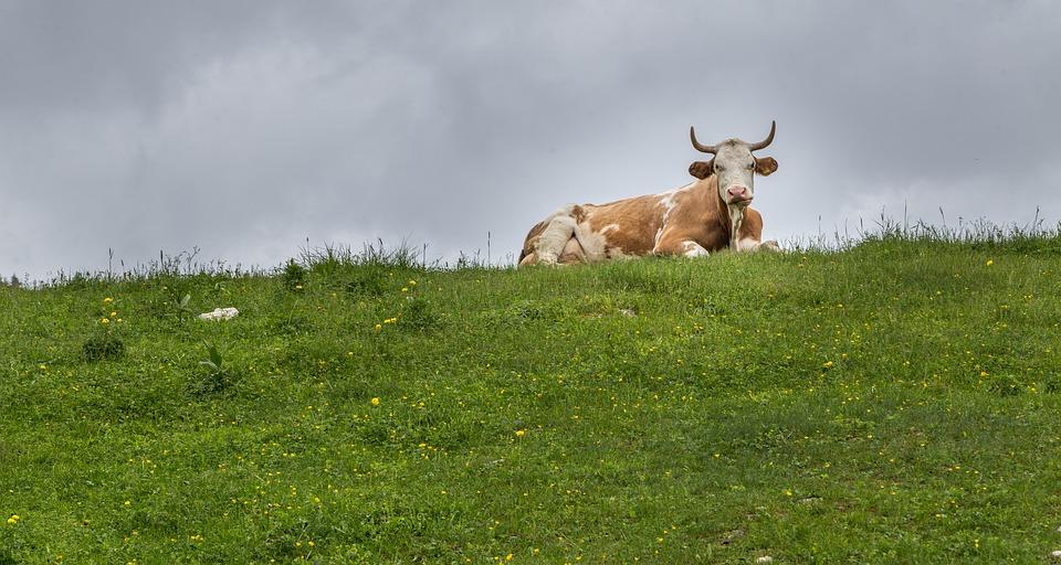 20 milijonov evrov za naložbe v predelavo ali trženje kmetijskih proizvodov