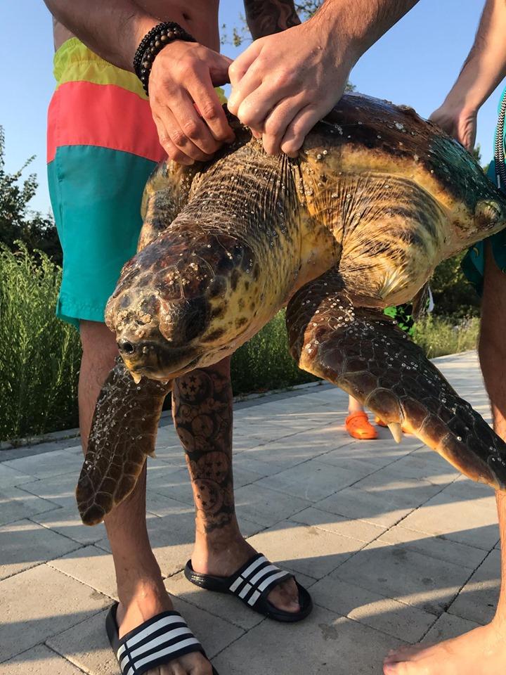 Korošci med dopustovanjem pomagali poškodovani želvi