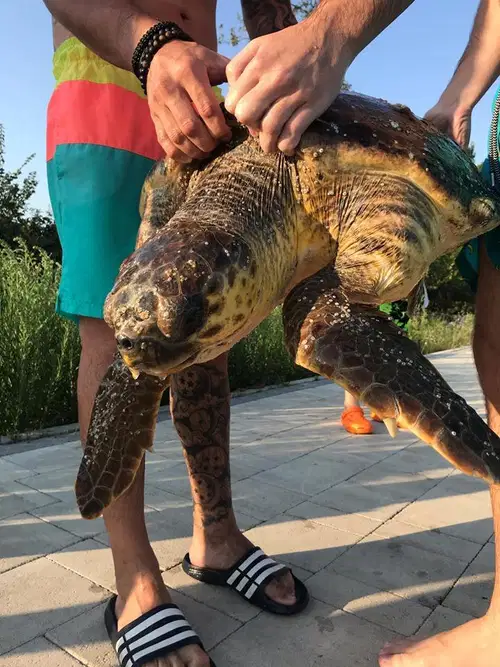 Korošci med dopustovanjem pomagali poškodovani želvi