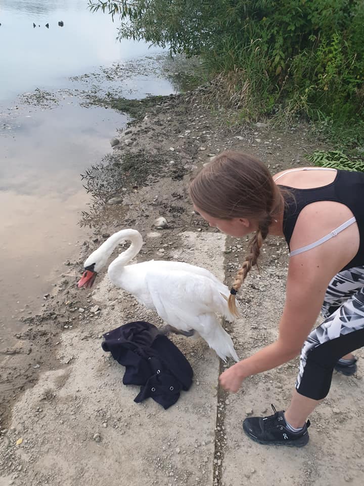 Na Prevaljah dobrosrčno pomagali izgubljenemu labodu