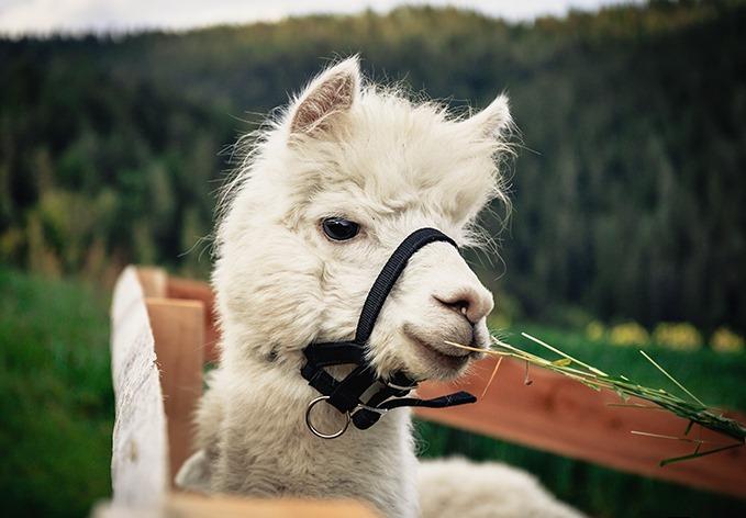 Koroški otroški festival je prestavljen