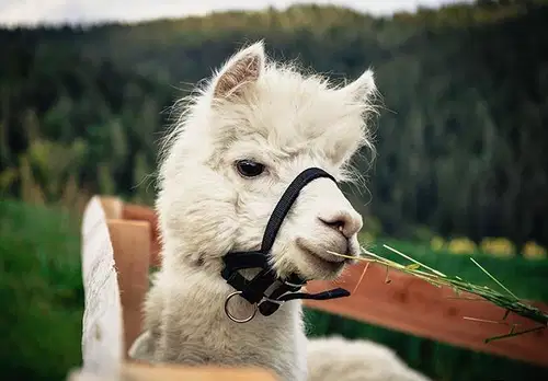 Koroški otroški festival je prestavljen