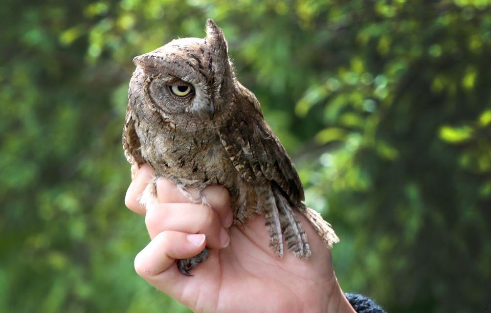 S strani policistov rešena sovica spet nazaj v naravi