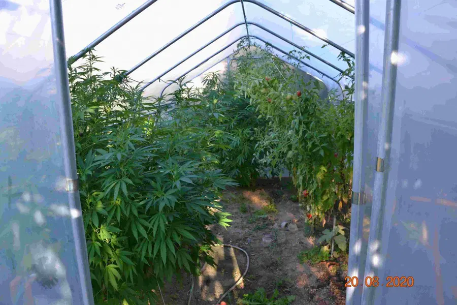 Na območju PU Celje osem prometnih nesreč, policisti zasegli večjo količino konoplje