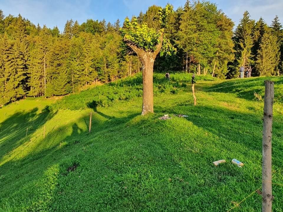 Pri 44-letnemu občanu z območja Vitanja zasegli okoli 1.400 sadik konoplje