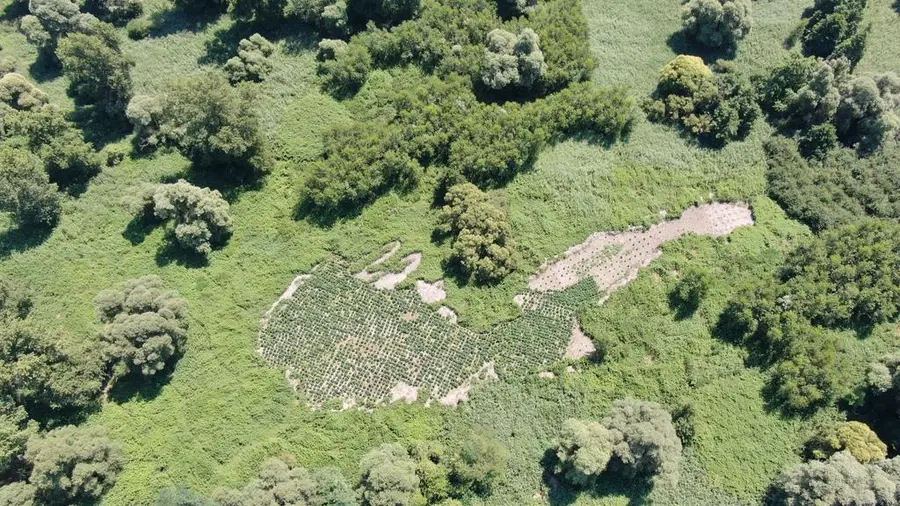 Policisti zasegli 2650 sadik konoplje, osumljenci bi zaslužili dva milijona evrov