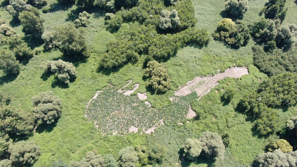 Policisti zasegli 2650 sadik konoplje, osumljenci bi zaslužili dva milijona evrov