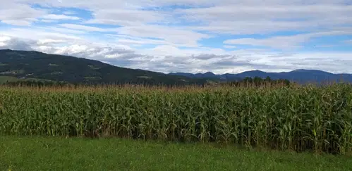 Slovenj Gradec: Pri žetvi koruze poškodoval kombajn. Škode za okoli 30 tisoč evrov