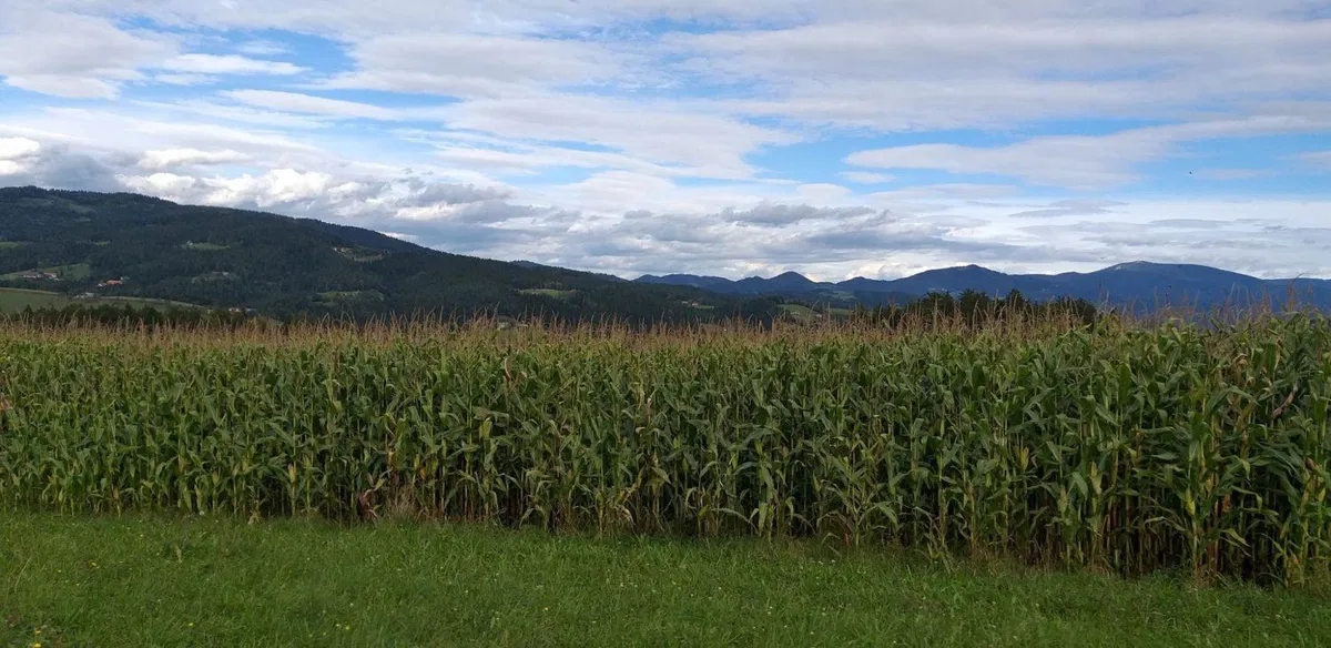 Slovenj Gradec: Pri žetvi koruze poškodoval kombajn. Škode za okoli 30 tisoč evrov