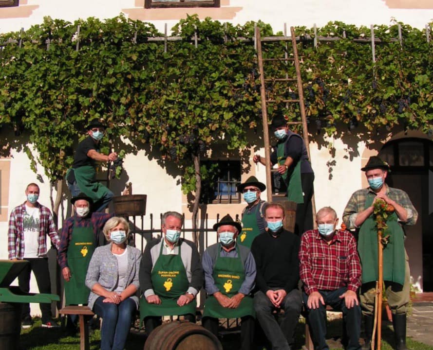 Podvelka: Rekordna trgatev potomke najstarejše trte na svetu