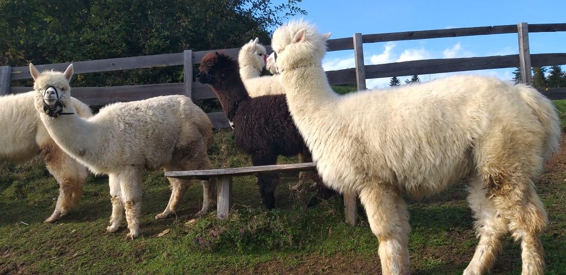 Organizatorjem Koroškega otroškega festivala uspelo pričarati nepozabno druženje