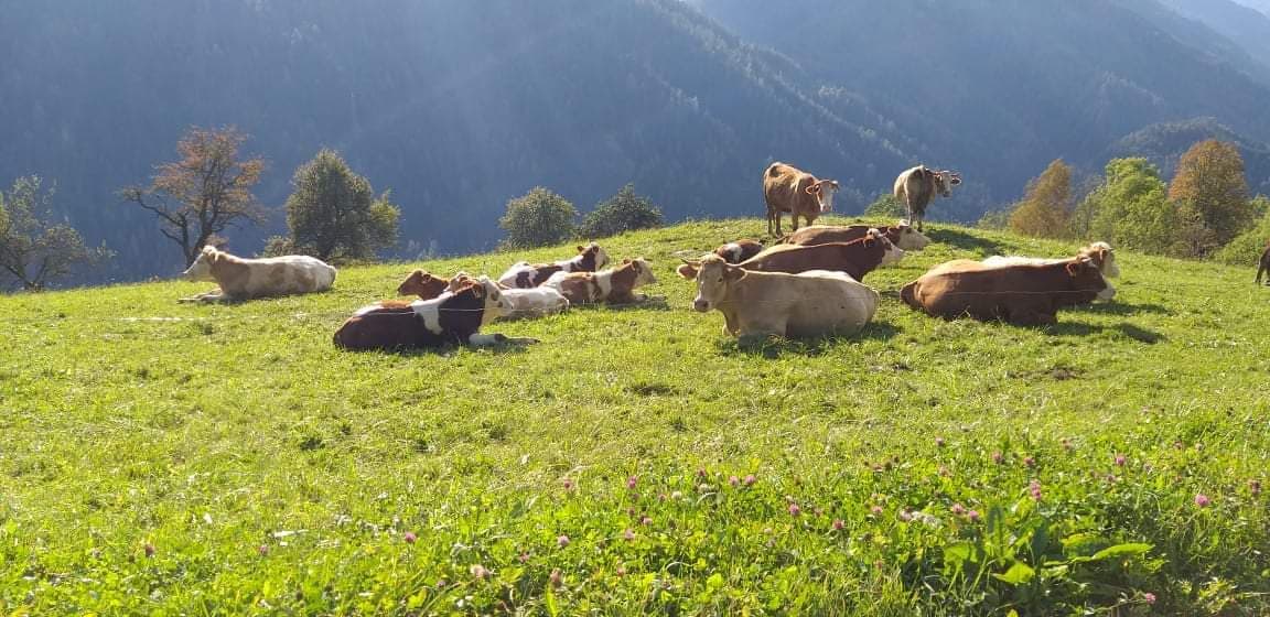 V MO Slovenj Gradec objavili javni razpis za sofinanciranje ukrepov na področju kmetijstva