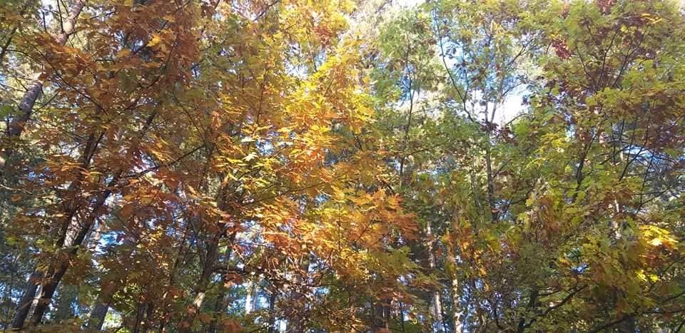 Ministrstvo poziva: upoštevajmo ukrepe, obiščimo gozd v svoji občini ter se ravnajmo po gozdnem bontonu