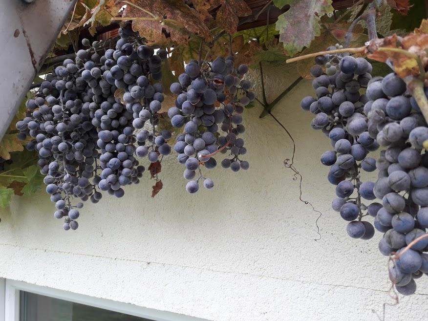 Trgatev mežiške trte ni bila organizirana kot javni dogodek