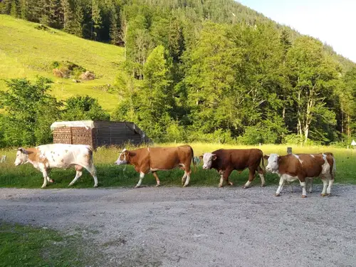 Znani so datumi za izračun povprečne letne obtežbe na kmetijskem gospodarstvu