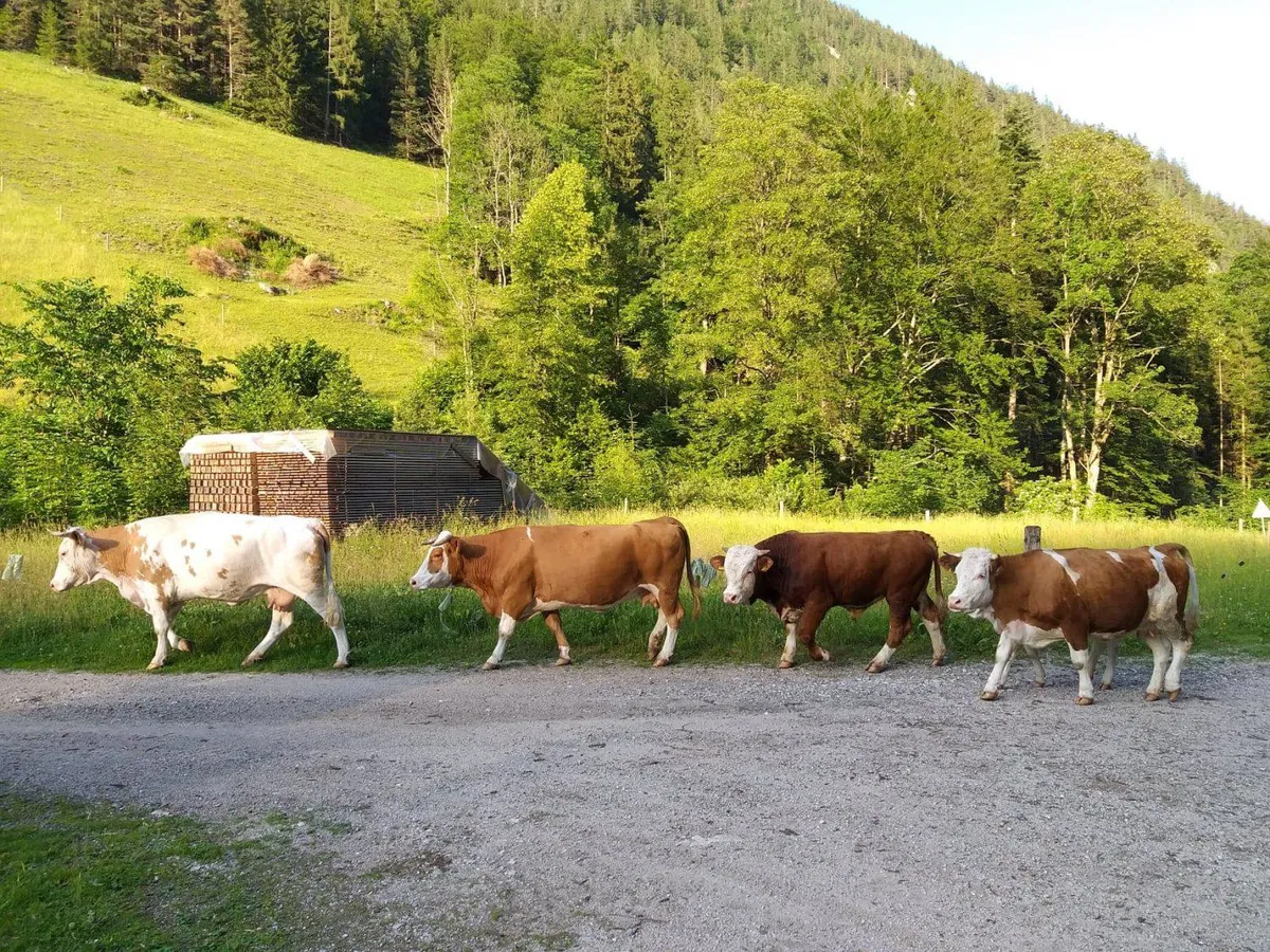 Uprava pri odvzemu goveda blizu Krškega ugotovila kršitve zakonodaje