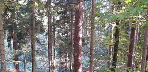 Med najbolj skrbnimi lastniki gozdov v Sloveniji tudi Korošec Ivan Praznik