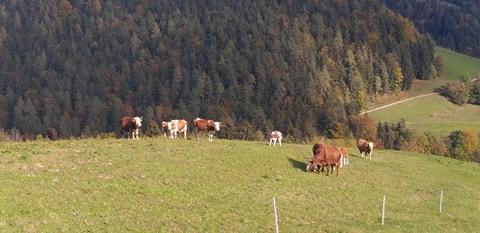 POP TV: Ministrstvo odpravilo odločbo o odvzemu goveda pri Krškem