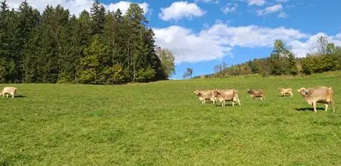 Za mučenje živali na koroški kmetiji zaporna kazen, odslužila jo bo z delom v splošno korist