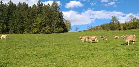 Šarec za N1 napovedal interni nadzor nad postopkom odvzema goveda