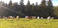 Odkupna cena mleka v Sloveniji padla za 23 odstotkov, pod povprečjem EU