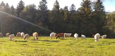 Odkupna cena mleka v Sloveniji padla za 23 odstotkov, pod povprečjem EU