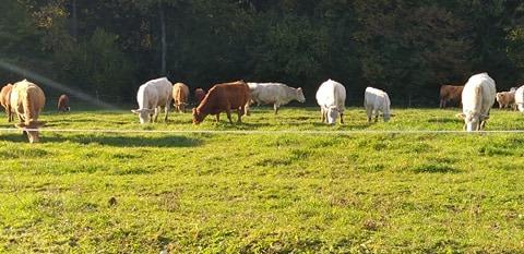 V prvem poskusu KGZS brez novega predsednika, v upravnem odboru tudi Korošec