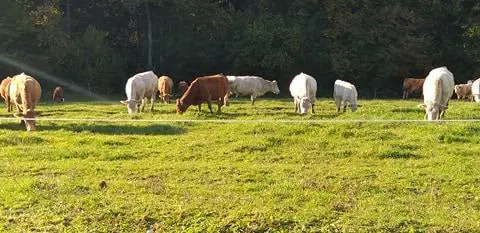 V prvem poskusu KGZS brez novega predsednika, v upravnem odboru tudi Korošec