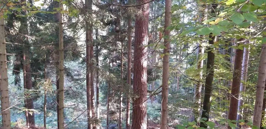 Med najbolj skrbnimi lastniki gozdov v Sloveniji tudi Korošec Franjo Pirnat