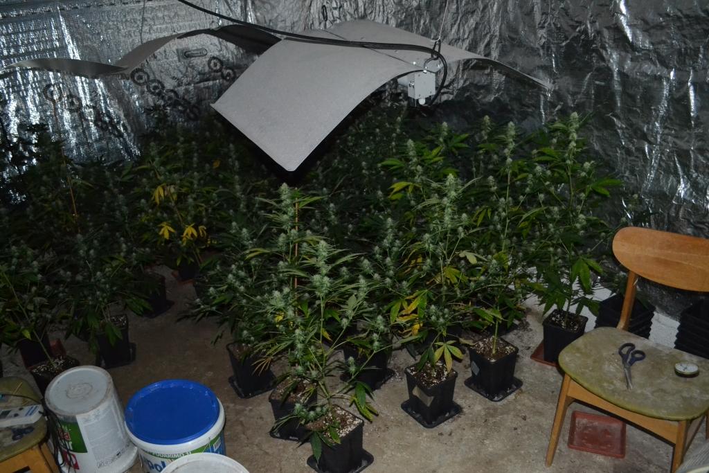 Mozirski policisti pri 38-letnemu moškemu našli prirejen prostor za gojenje konoplje