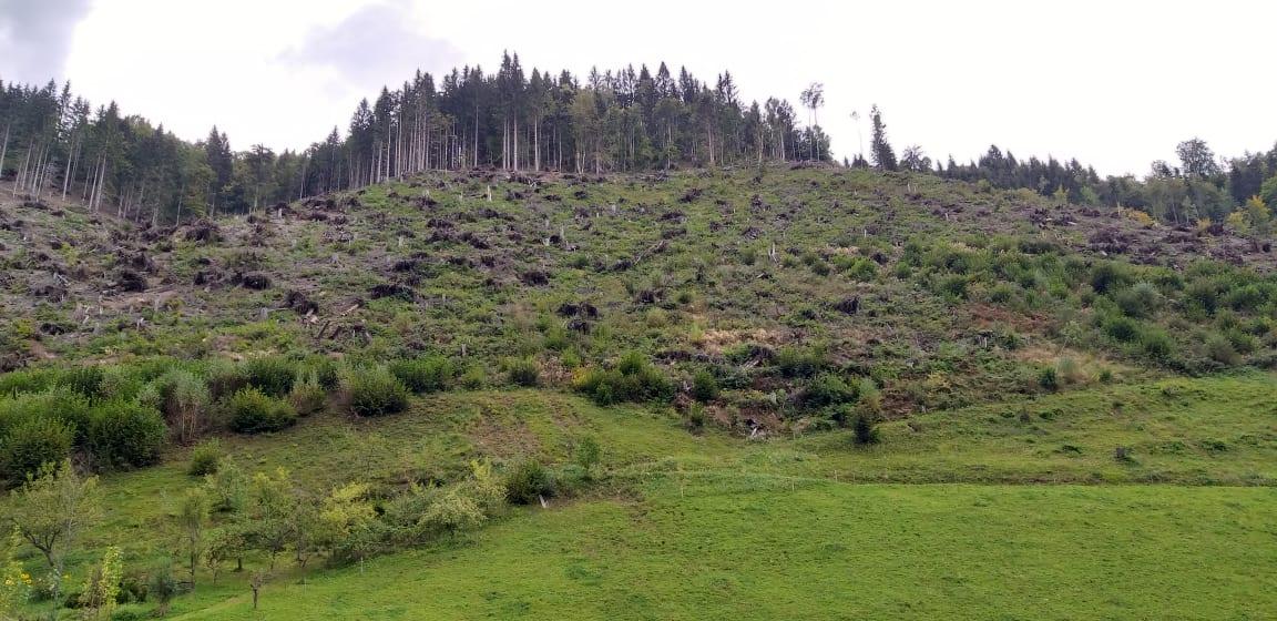 Zaradi napadov podlubnikov najbolj poškodovani gozdovi na gozdnogospodarskih območjih Slovenj Gradec, Bled in Kočevje