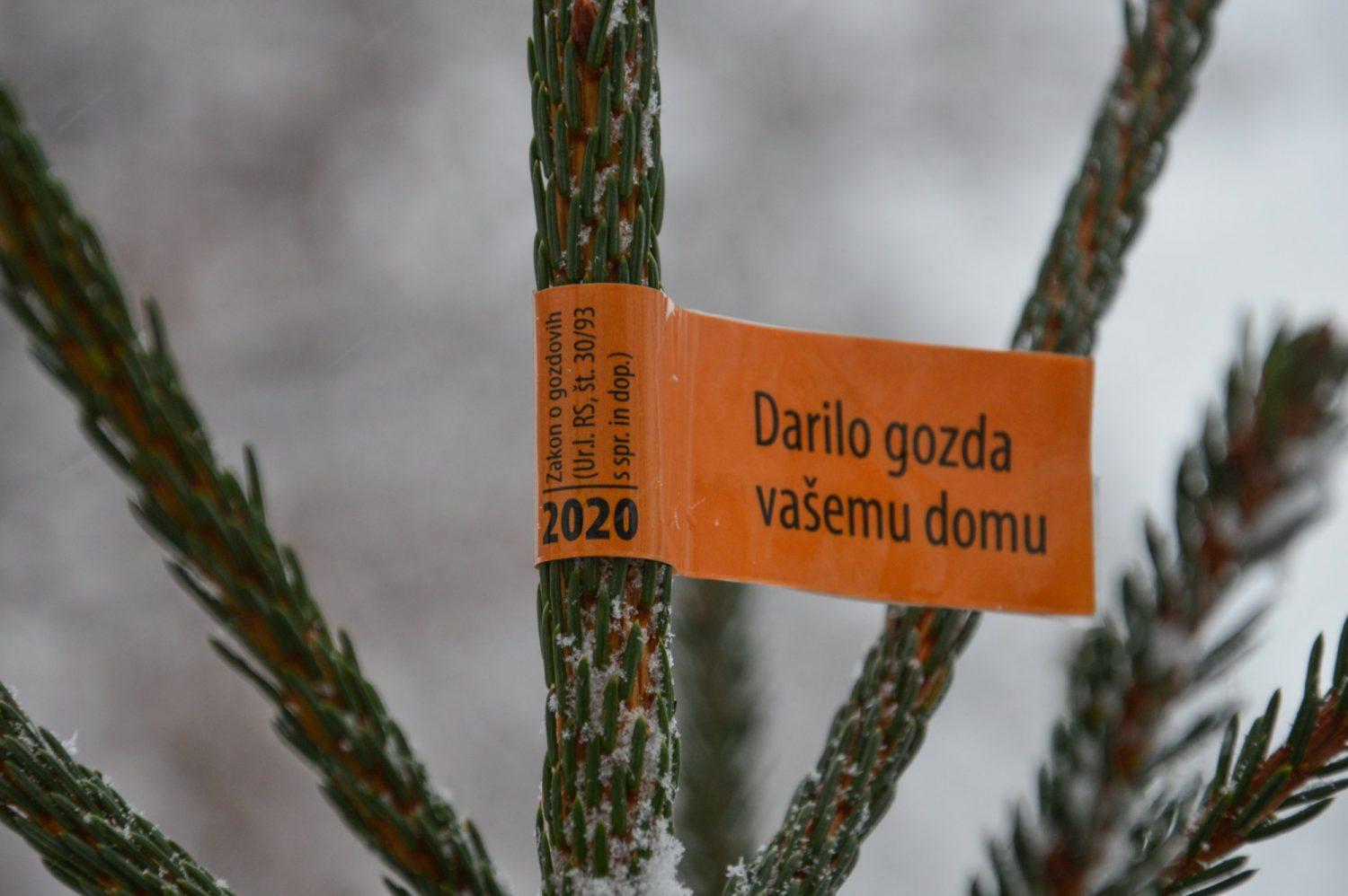 Ali s posekom smrečice za novoletni okras škodujemo naravi?