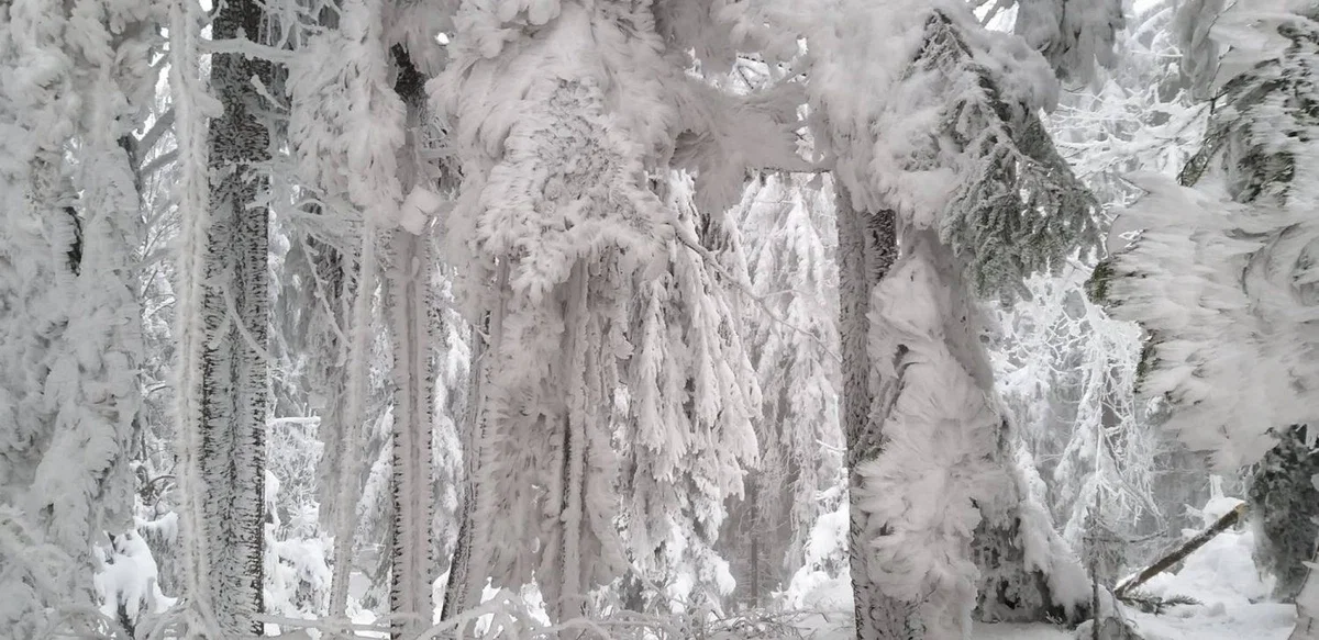 Z Breznice nad Prevaljami v dolino le z motorno žago v avtu