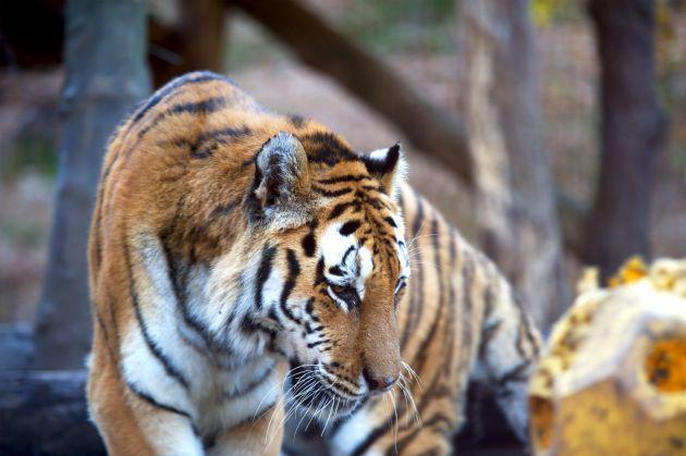 Pomagajmo Zoo parku Rožman
