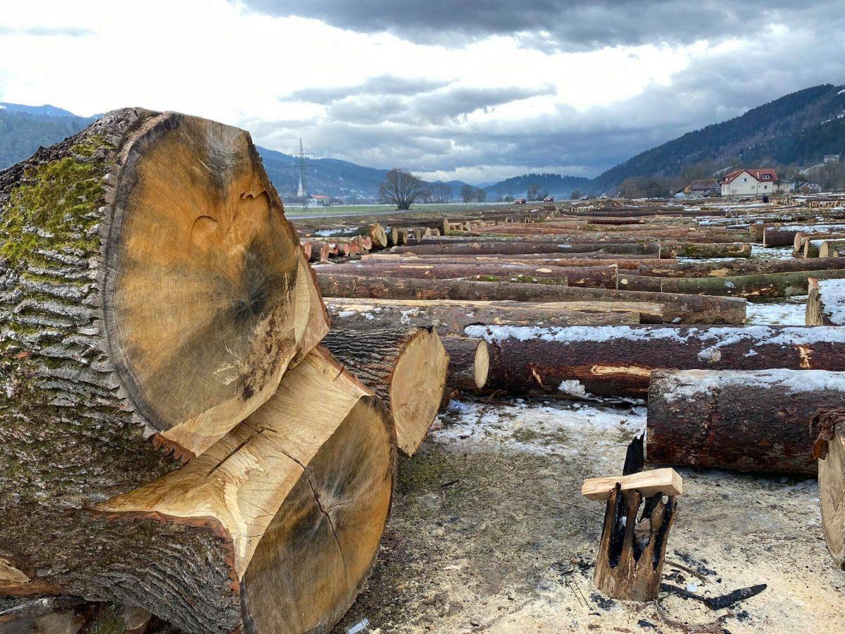 Organizatorji licitacije lesa zadovoljni s ponudbo, ob izvedbi nujno upoštevanje ukrepov