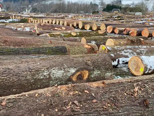 Skupni promet letošnje licitacije vrednejšega lesa okoli 1,2 milijona evrov
