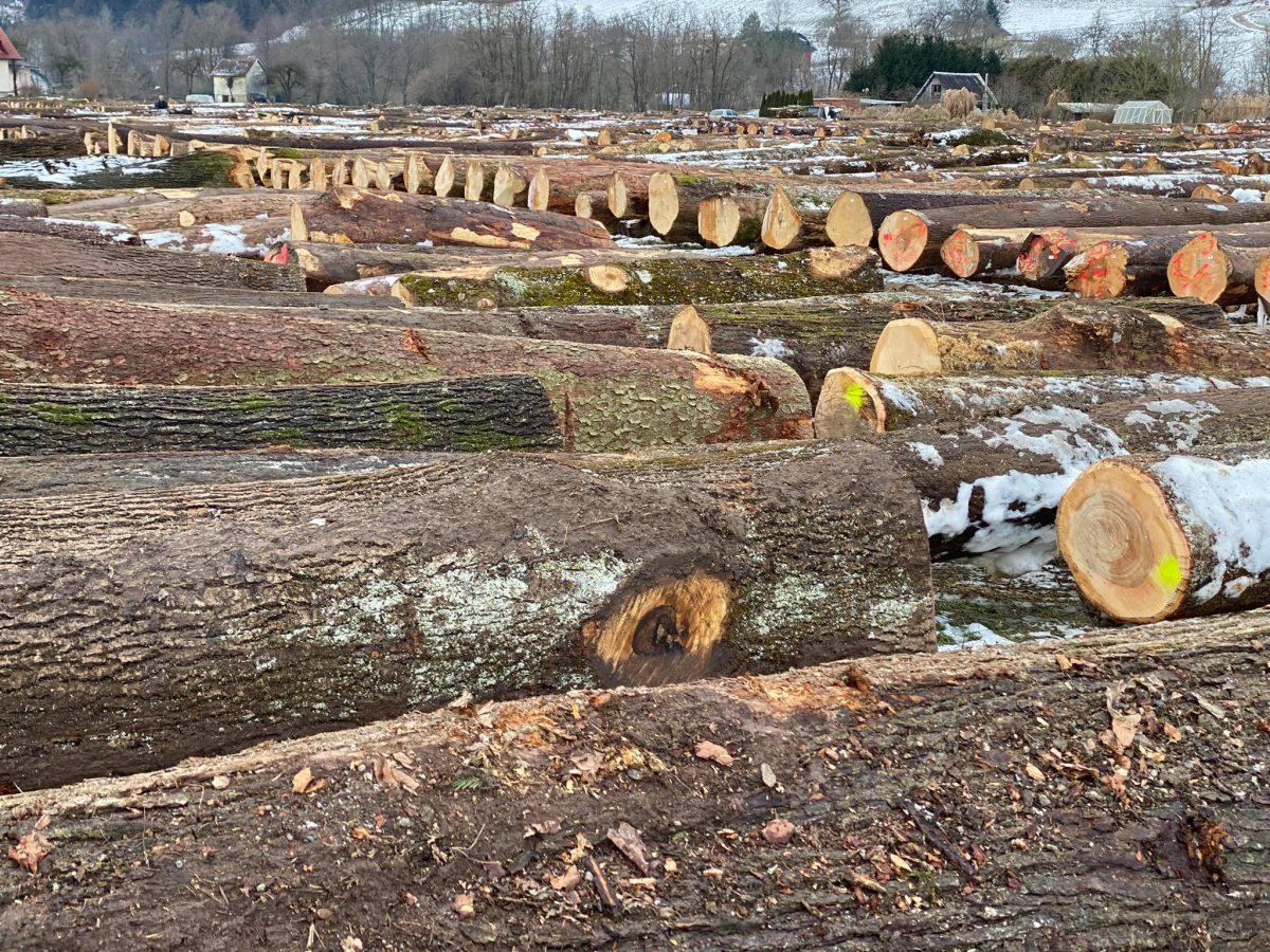 Skupni promet letošnje licitacije vrednejšega lesa okoli 1,2 milijona evrov