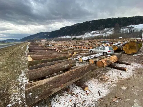 Ponudbe za najboljši les oddalo največ kupcev doslej