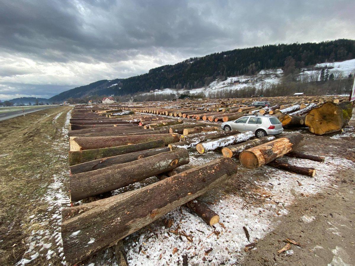 Ponudbe za najboljši les oddalo največ kupcev doslej