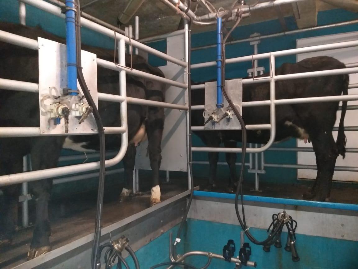 Koroška kmetijsko gozdarska zadruga lani z nižjim odkupom. Največji je bil padec pri odkupu lesa, najmanjši pri mleku