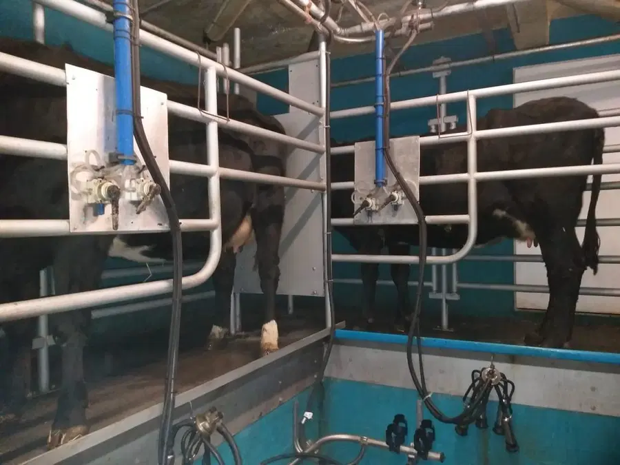 Koroška kmetijsko gozdarska zadruga lani z nižjim odkupom. Največji je bil padec pri odkupu lesa, najmanjši pri mleku