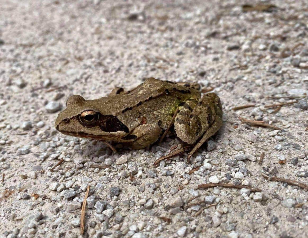 Začenja se selitev dvoživk, zato previdno na cesti