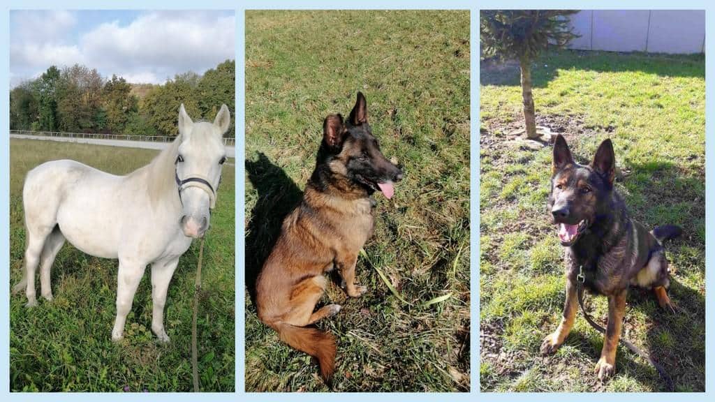 Policijski konj Favory, psička Sheeba in pes Logo iščejo nove lastnike